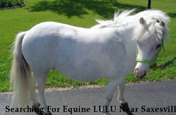 Searching For Equine LULU Near Saxesville , WI, 54984